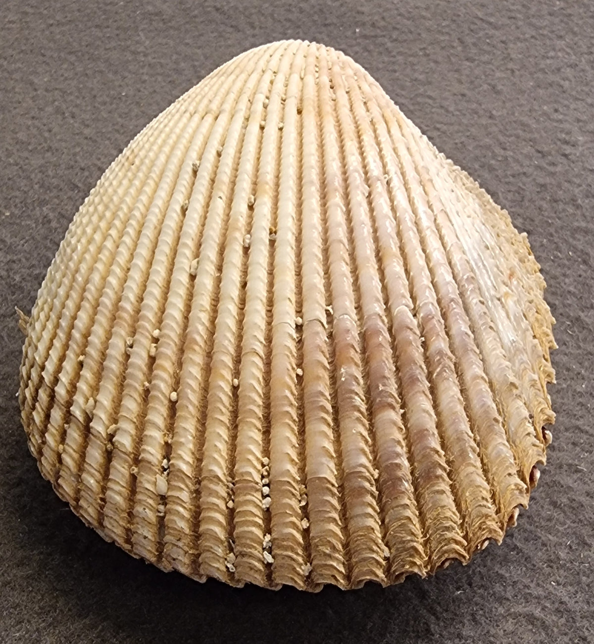 Stort hjerteskjell – Cardiidae – ca. 8–9 cm – bilde 3 av 5