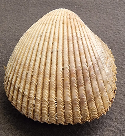 Stort hjerteskjell – Cardiidae – ca. 8–9 cm – bilde 3 av 5