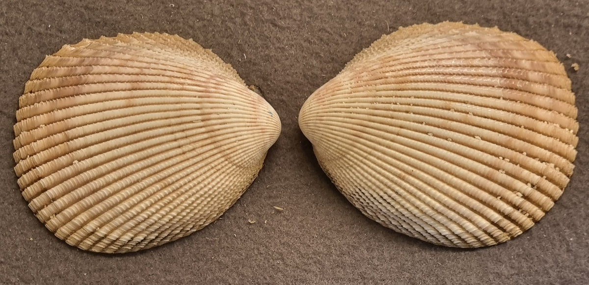 Stort hjerteskjell – Cardiidae – ca. 8–9 cm – bilde 4 av 5