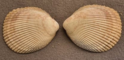 Stort hjerteskjell – Cardiidae – ca. 8–9 cm – bilde 4 av 5