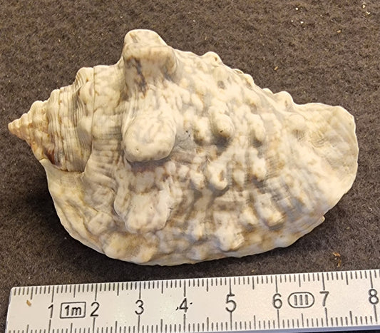 Hjelmskjell – naturlig sjøskjell – ca. 8 cm