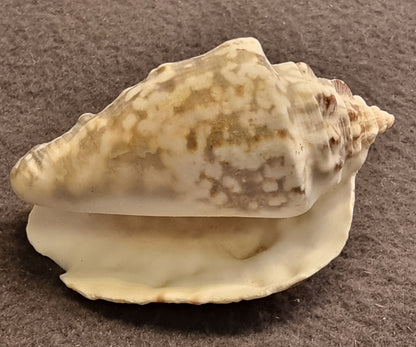 Hjelmskjell – naturlig sjøskjell – ca. 8 cm – bilde 3 av 3