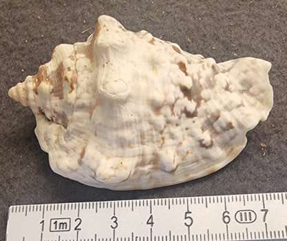 Hjelmsnegl – naturlig sjøskjell – ca. 7 cm