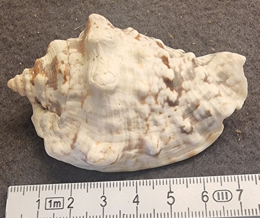 Hjelmsnegl – naturlig sjøskjell – ca. 7 cm