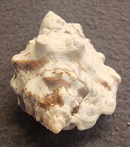 Hjelmsnegl – naturlig sjøskjell – ca. 7 cm – bilde 2 av 3
