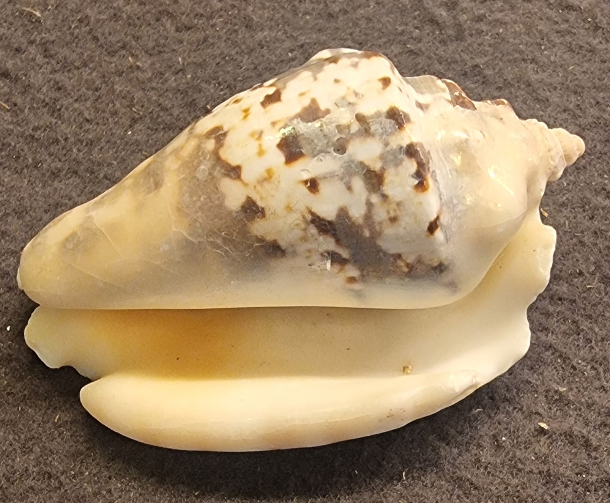 Hjelmsnegl – naturlig sjøskjell – ca. 7 cm – bilde 3 av 3