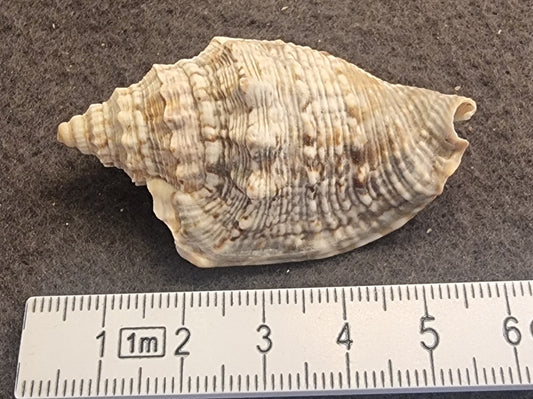 Froskesnegl – Bufonaria rana – ca. 6 cm