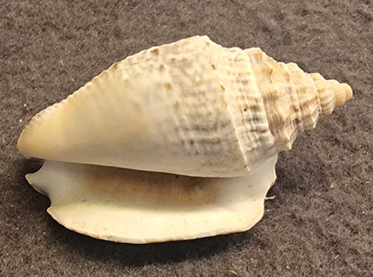 Froskesnegl – Bufonaria rana – ca. 6 cm – bilde 3 av 3