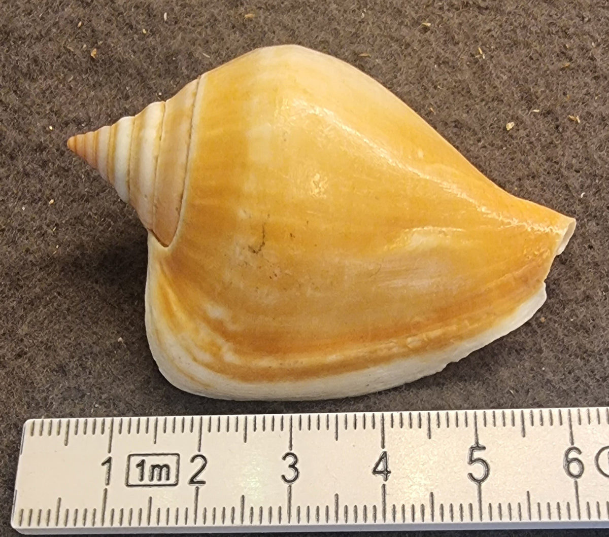 Dog Conch – Laevistrombus canarium