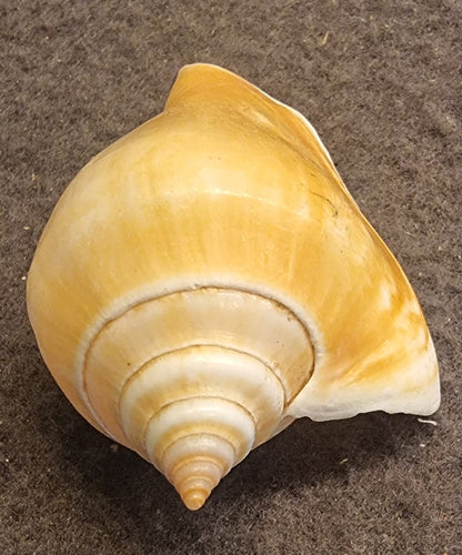 Dog Conch – Laevistrombus canarium – bilde 2 av 3
