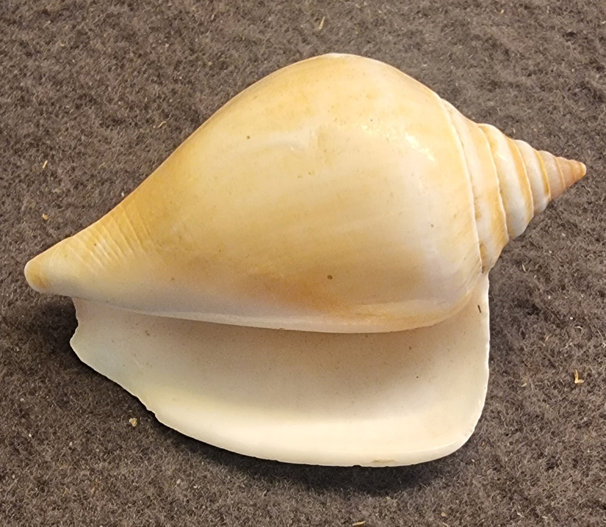 Dog Conch – Laevistrombus canarium – bilde 3 av 3