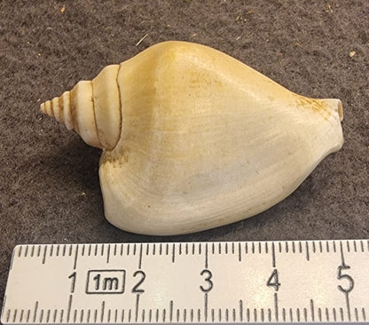 Dog Conch – Laevistrombus canarium