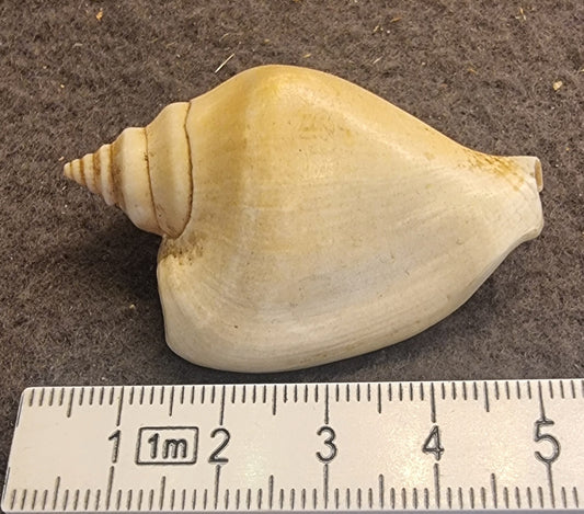 Dog Conch – Laevistrombus canarium