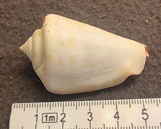 Little Bear Conch – Canarium urceus