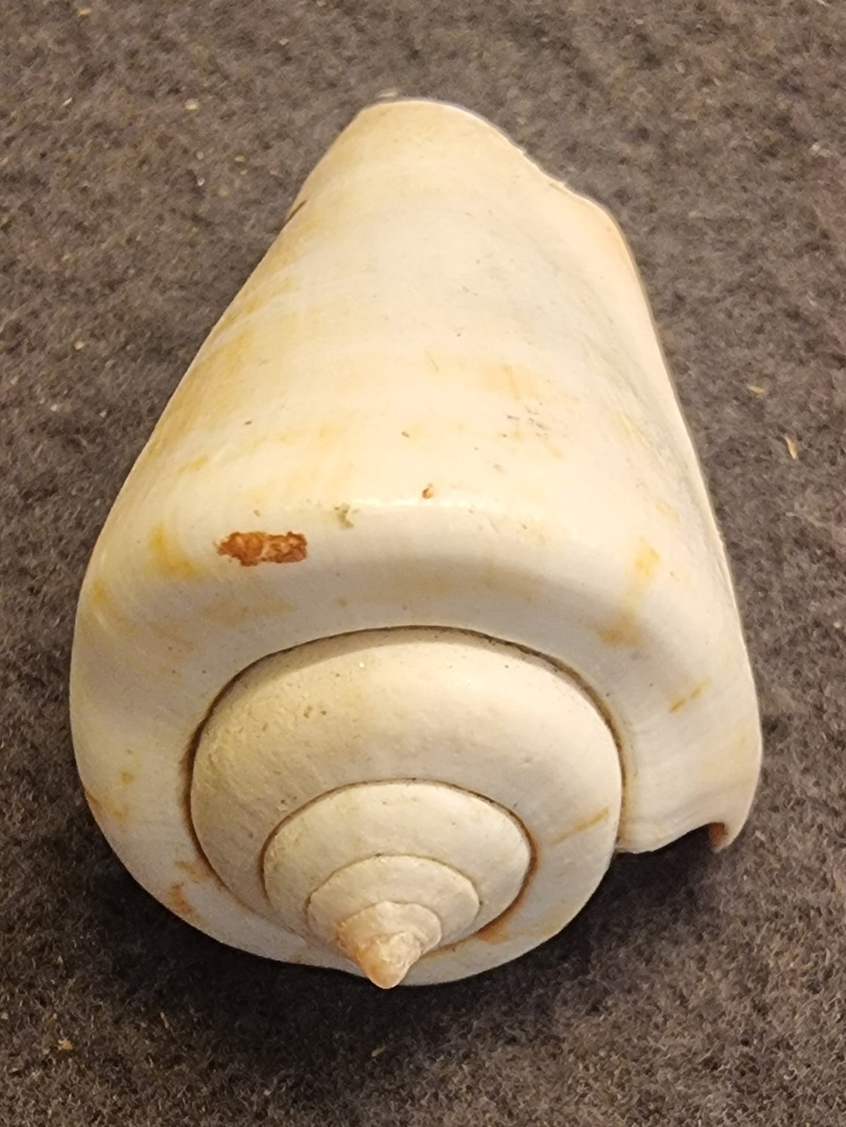 Little Bear Conch – Canarium urceus – bilde 2 av 3