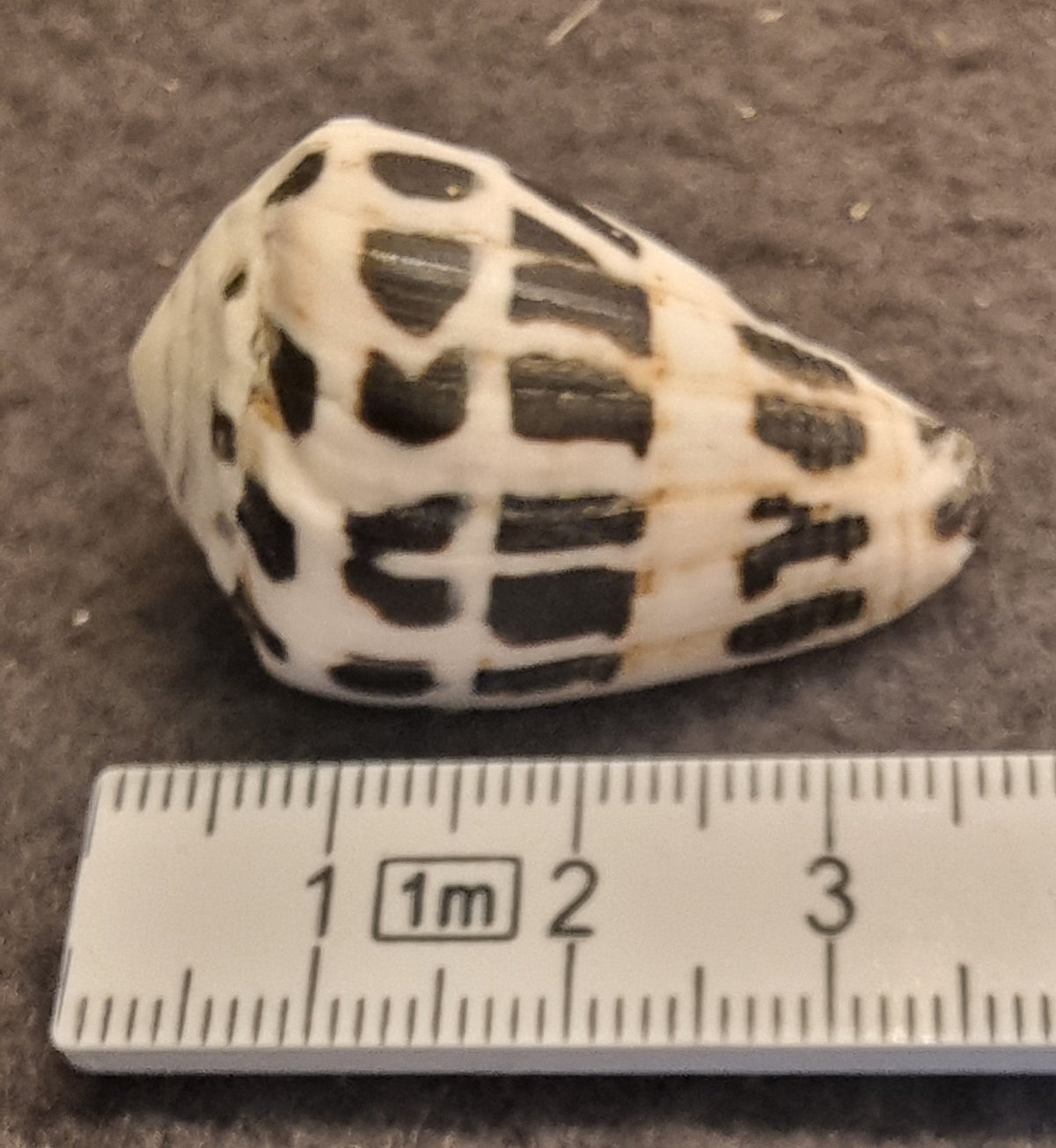 Hebrew Cone – Conus ebraeus
