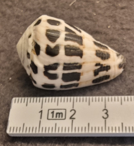 Hebrew Cone – Conus ebraeus