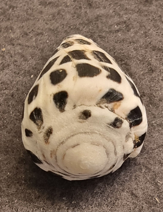 Hebrew Cone – Conus ebraeus – bilde 2 av 3