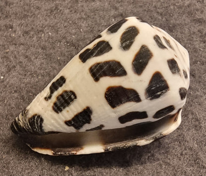 Hebrew Cone – Conus ebraeus – bilde 3 av 3