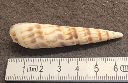 Oxymeris dimidiata – Orange Auger