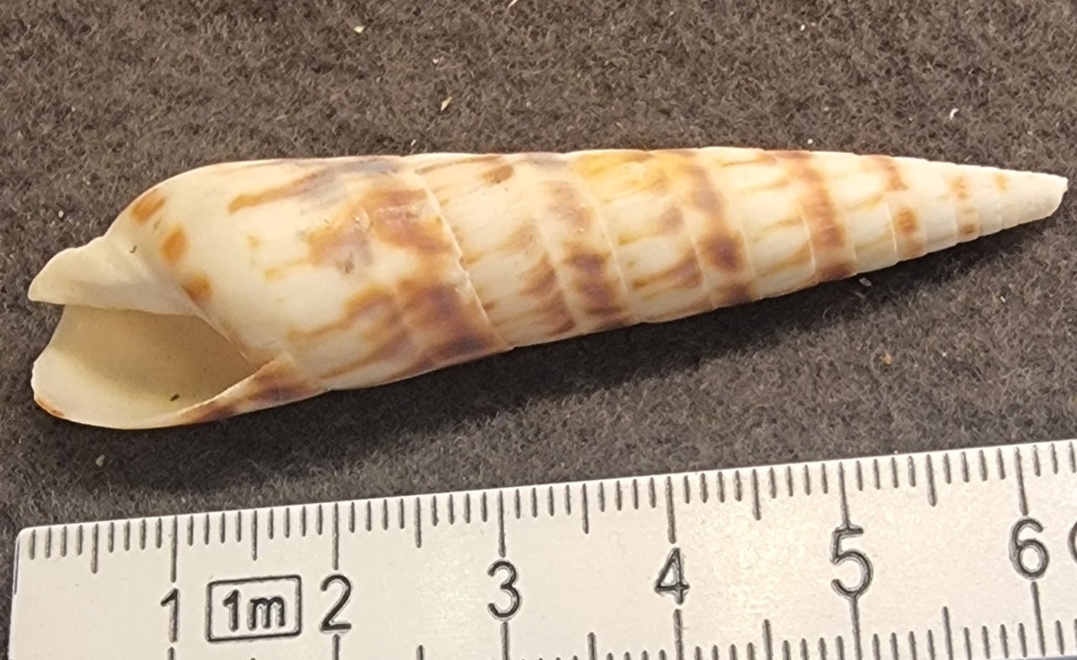 Oxymeris dimidiata – Orange Auger