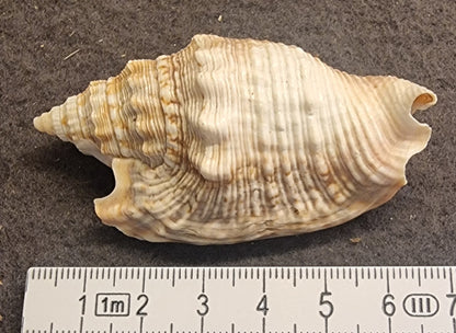 Variabel konkylie – Ministrombus variabilis