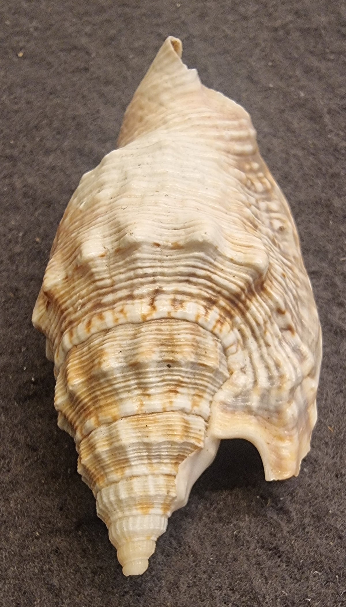 Variabel konkylie – Ministrombus variabilis