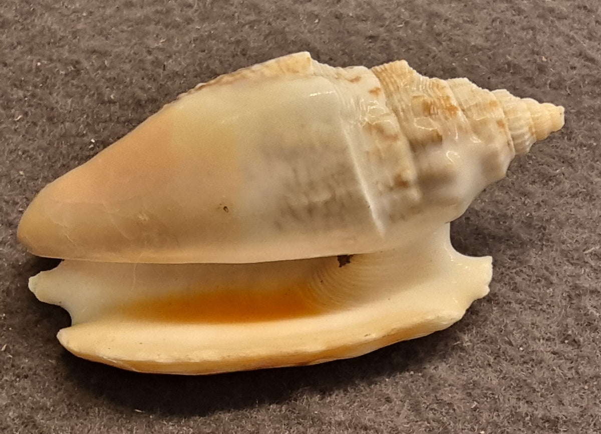 Variabel konkylie – Ministrombus variabilis