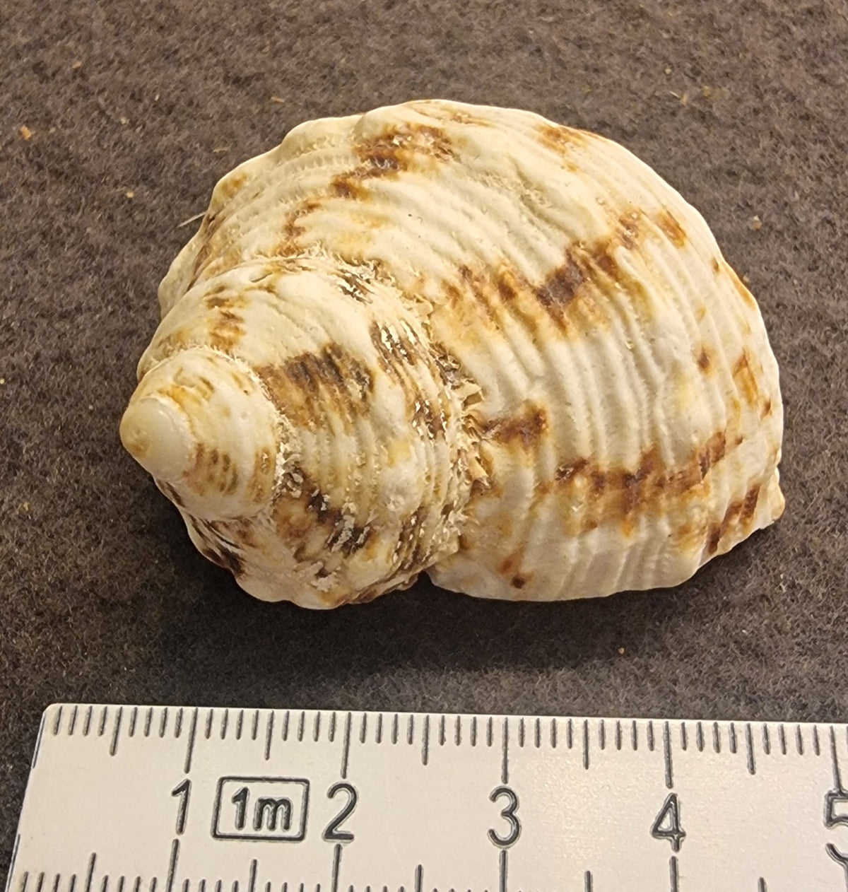 Gold-mouth turban – Turbo chrysostomus