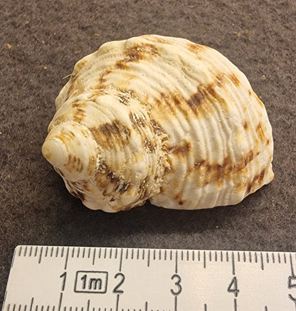 Gold-mouth turban – Turbo chrysostomus
