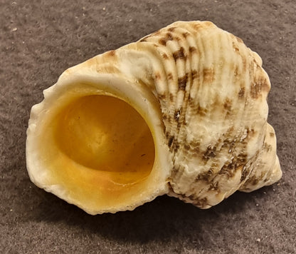 Gold-mouth turban – Turbo chrysostomus