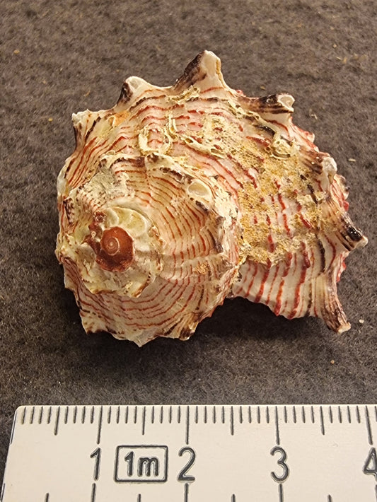 Stjerneturbansnegl – Astralium sp.