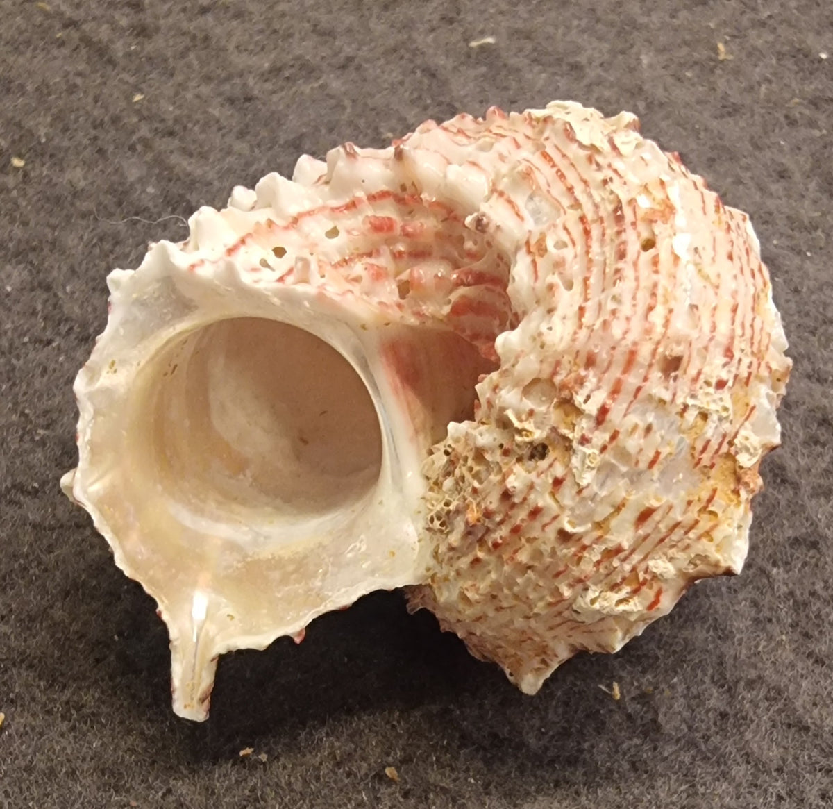 Stjerneturbansnegl – Astralium sp.