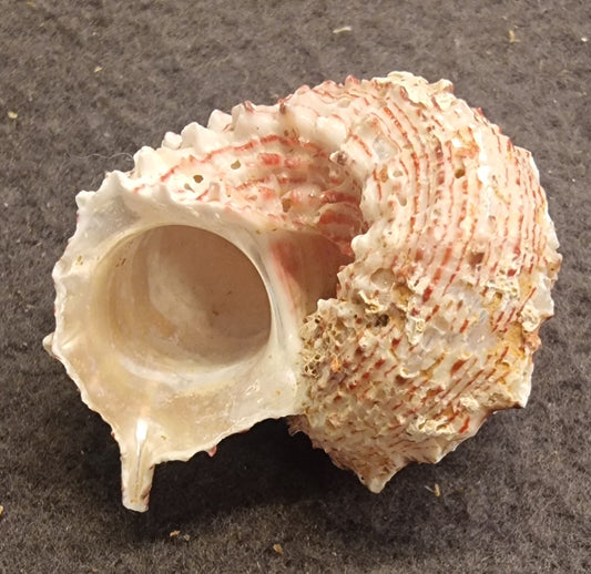 Stjerneturbansnegl – Astralium sp.