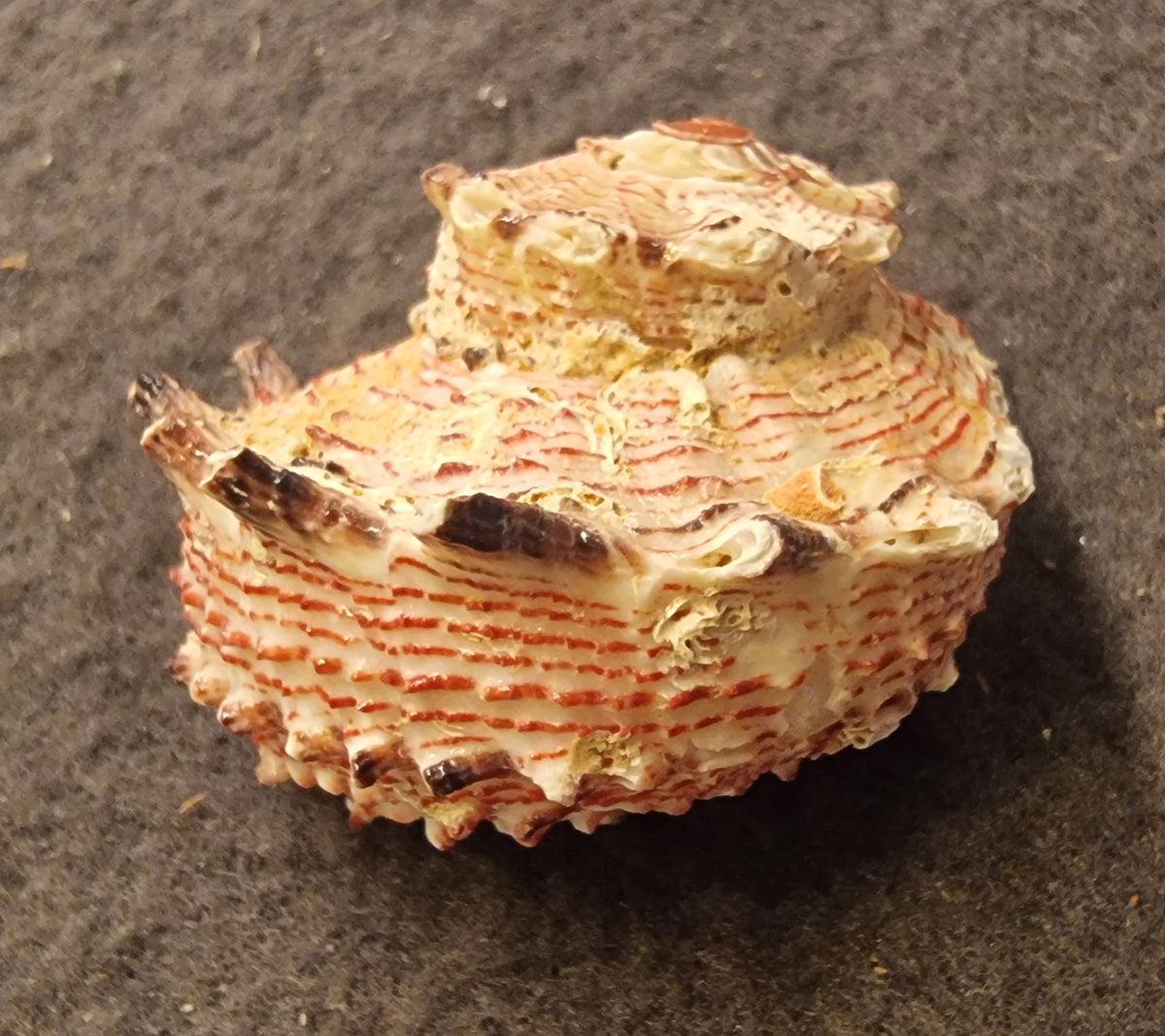 Stjerneturbansnegl – Astralium sp.