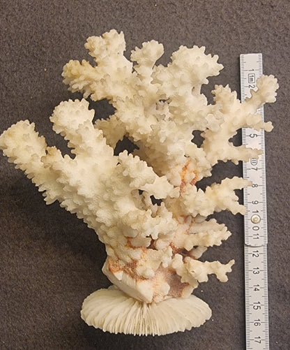 Blomkålkorall – Pocillopora sp. – naturlig korallskjelett
