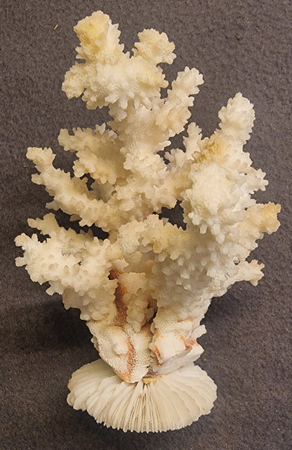 Blomkålkorall – Pocillopora sp. – naturlig korallskjelett