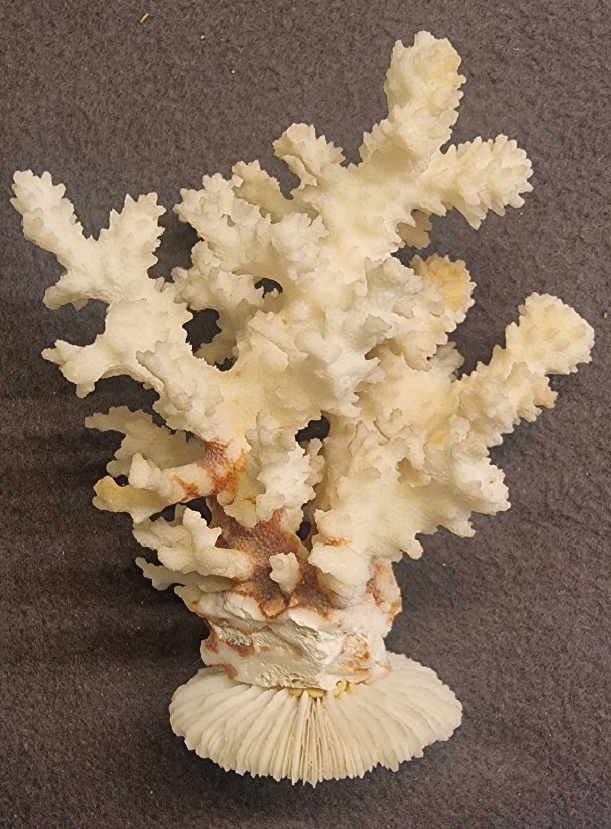 Blomkålkorall – Pocillopora sp. – naturlig korallskjelett