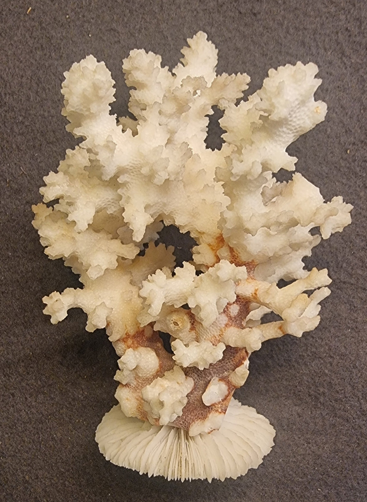Blomkålkorall – Pocillopora sp. – naturlig korallskjelett