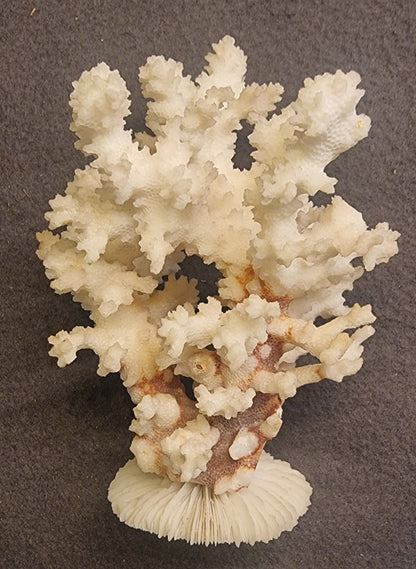 Blomkålkorall – Pocillopora sp. – naturlig korallskjelett