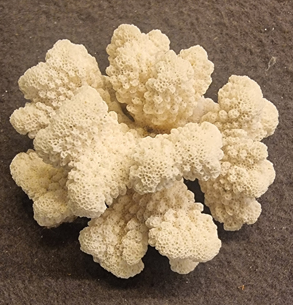 🪸 Blomkålkorall – Pocillopora sp. – naturlig korallskjelett