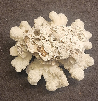 🪸 Blomkålkorall – Pocillopora sp. – naturlig korallskjelett