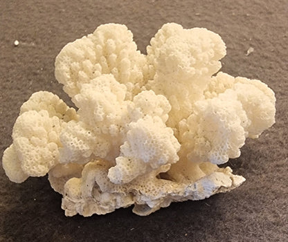 🪸 Blomkålkorall – Pocillopora sp. – naturlig korallskjelett