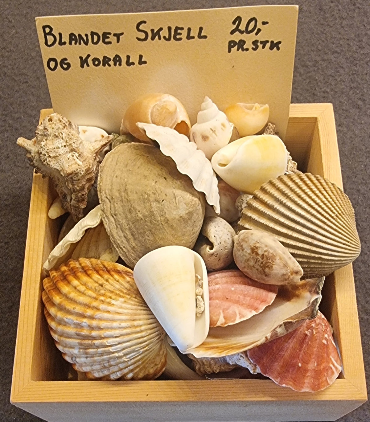 🐚 Diverse skjell – naturdekorasjon