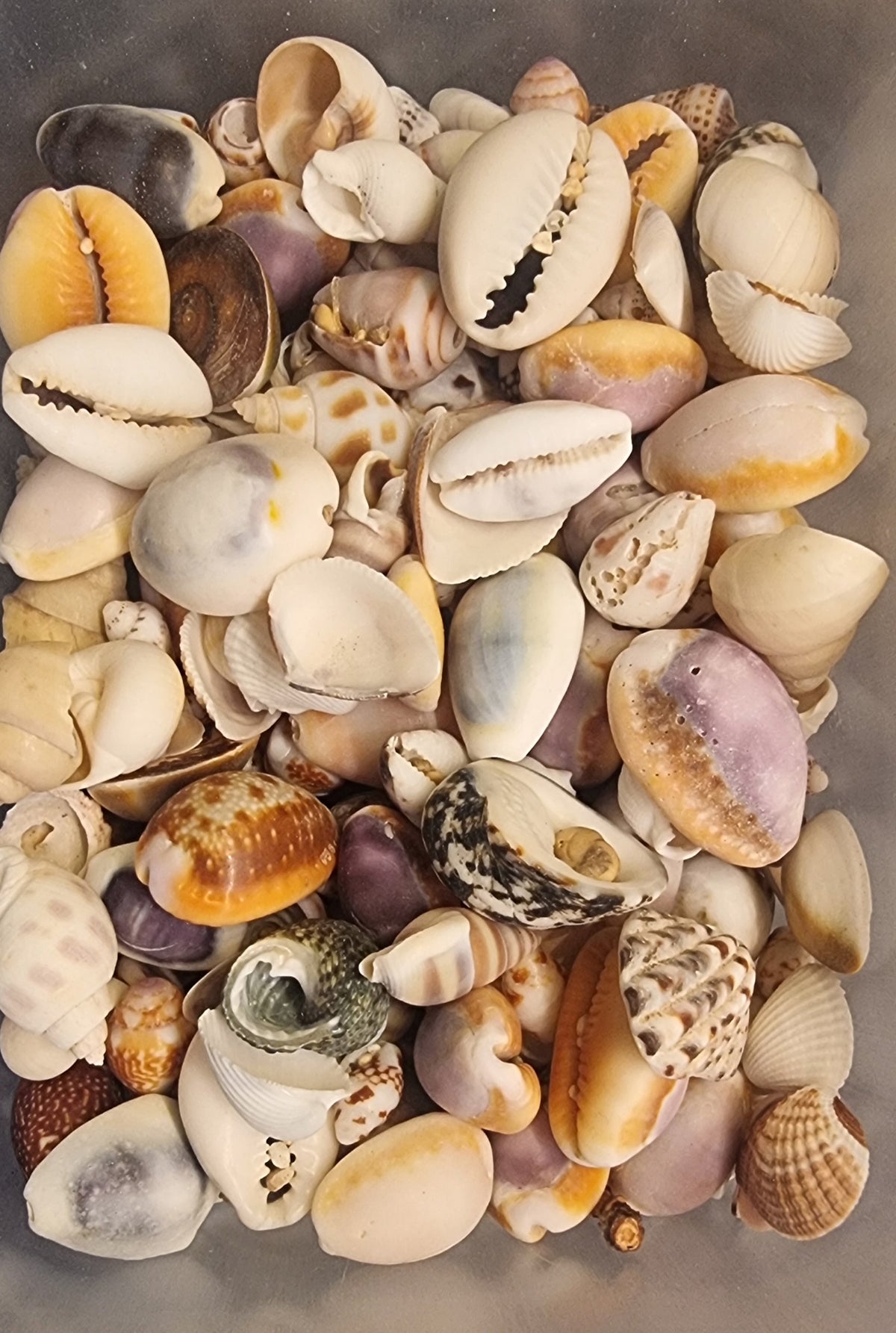 🐚 Diverse små skjell – naturprodukt