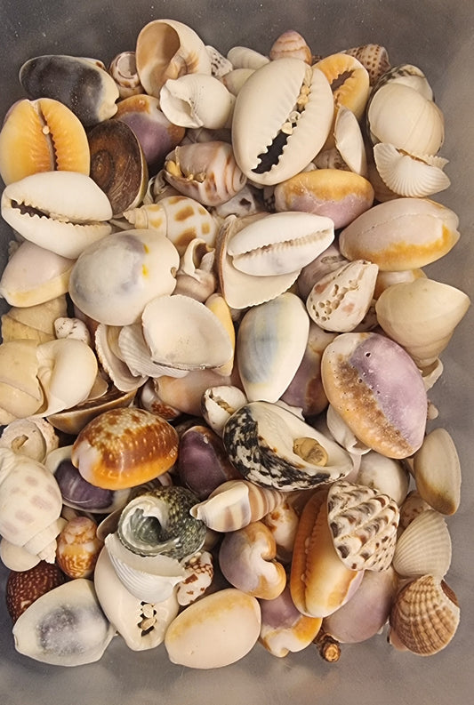 🐚 Diverse små skjell – naturprodukt
