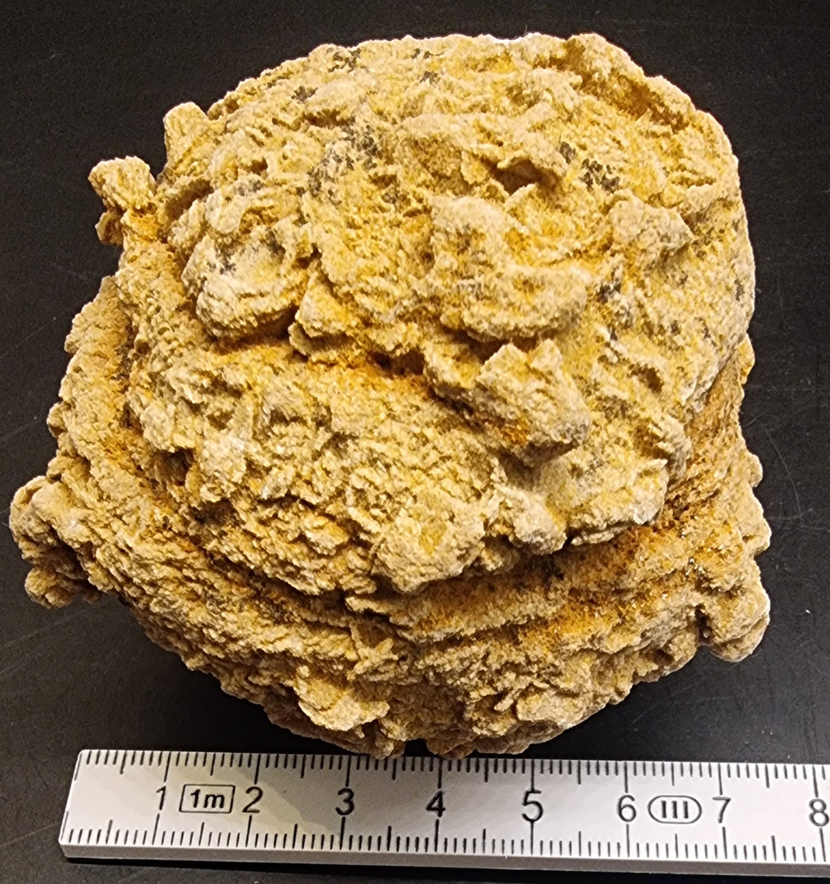 BARYTTROSE – TYSKLAND – 448 G