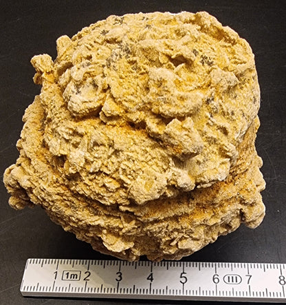 BARYTTROSE – TYSKLAND – 448 G