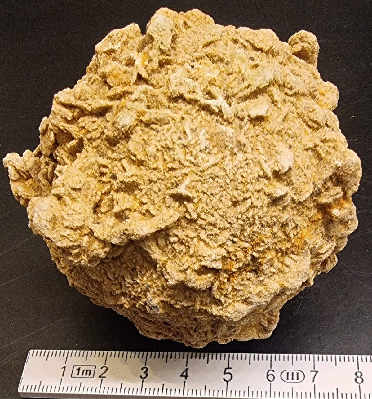 BARYTTROSE – TYSKLAND – 448 G