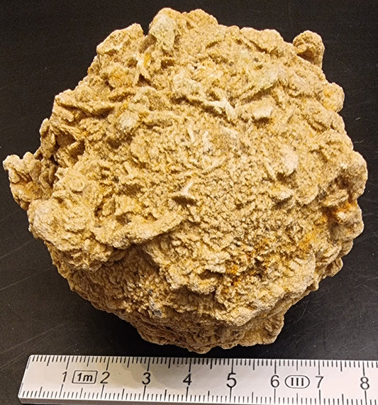 BARYTTROSE – TYSKLAND – 448 G